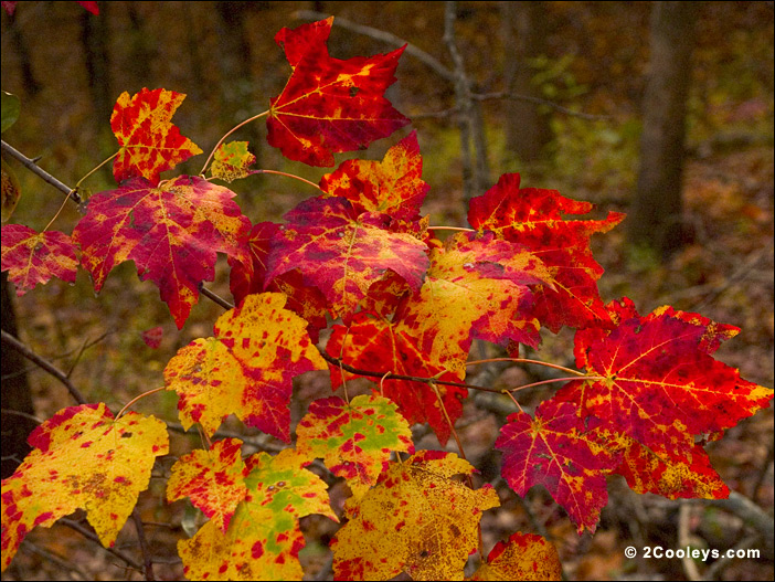 Ozarks Chalk Maple in fall color