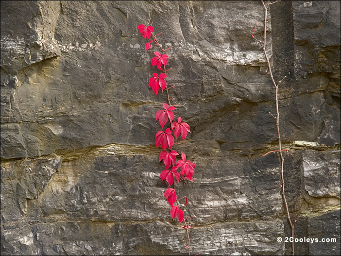 Ozarks virginia creeper