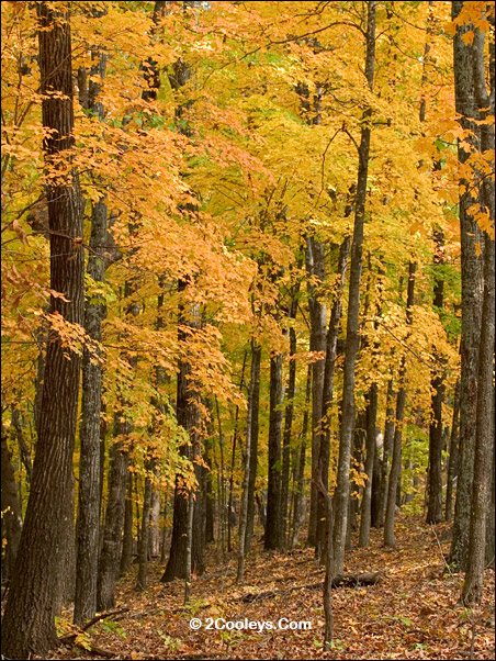 fall foliage