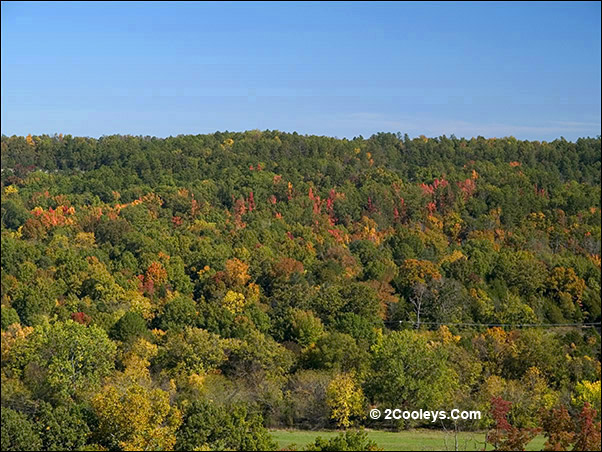 fall foliage
