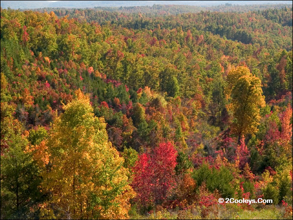 fall foliage
