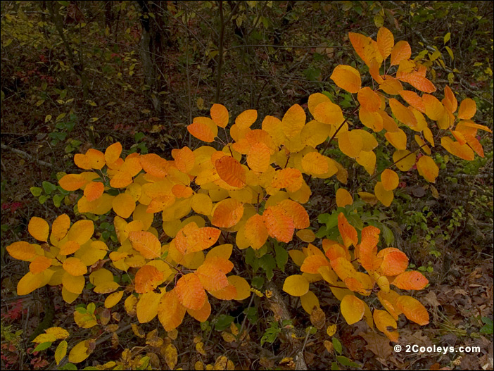 ozark hickory saplings fall foliage