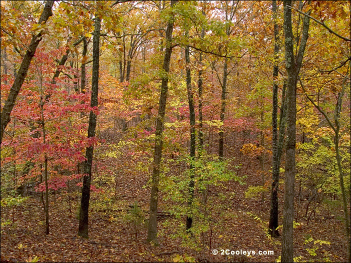 Ozark Mountains forest understory