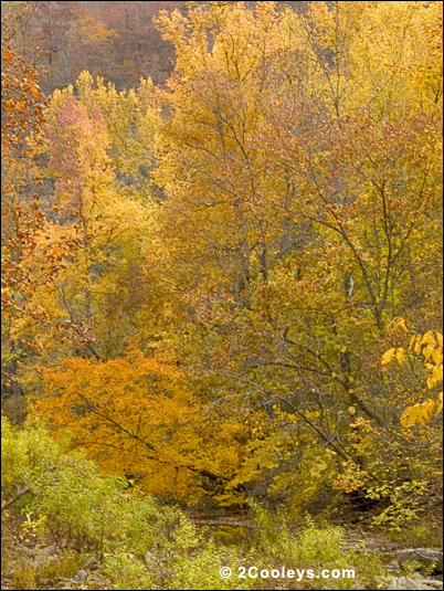 Ozark Mountain forest
