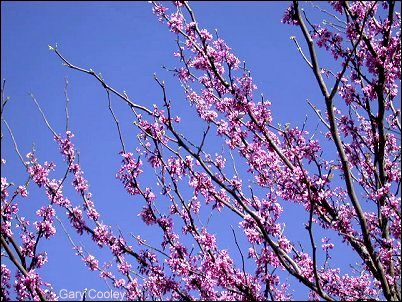 redbud2-5915.jpg (49393 bytes)