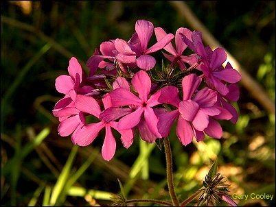downy phlox