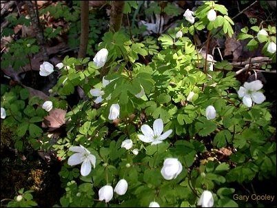 false rue anemone