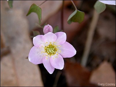 pink anemone