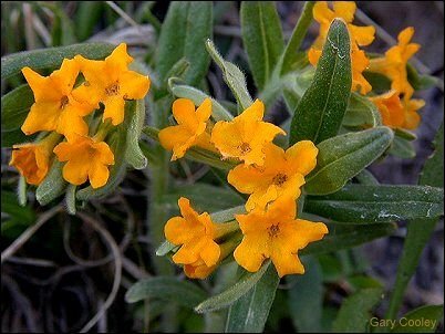 puccoon