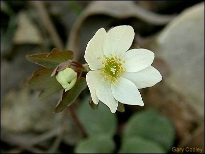 rue anemone
