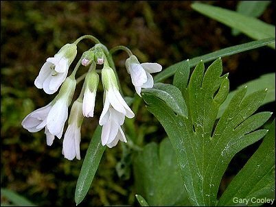 toothwort