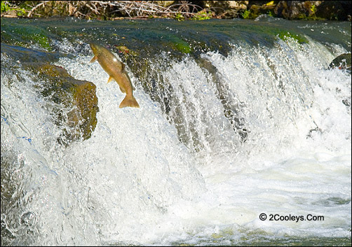 leaping brown trout